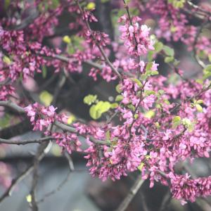 Photographie n°26858 du taxon Cercis siliquastrum L. [1753]