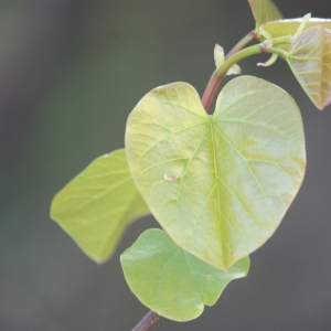 Photographie n°26865 du taxon Cercis siliquastrum L. [1753]