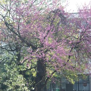 Photographie n°26870 du taxon Cercis siliquastrum L. [1753]