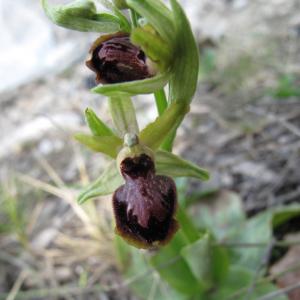 Photographie n°26872 du taxon Ophrys passionis Sennen [1926]