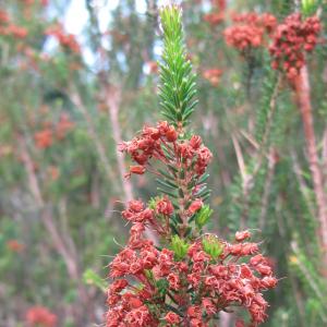 Photographie n°26883 du taxon Erica multiflora L. [1753]