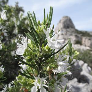 Photographie n°26894 du taxon Rosmarinus officinalis subsp. officinalis 