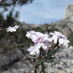 Photographie n°26895 du taxon Iberis linifolia L. [1759]