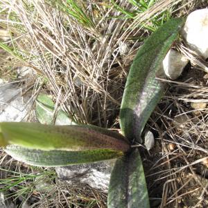 Photographie n°26898 du taxon Orchis olbiensis Reut. ex Gren. [1859]