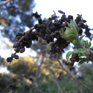 Photographie n°26903 du taxon Rhus coriaria L. [1753]