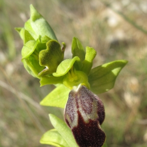 Photographie n°26908 du taxon Ophrys fusca Link [1800]