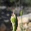  Marie  Portas - Allium roseum L.
