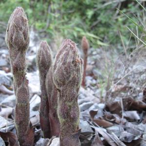 Photographie n°26920 du taxon Orobanche rapum-genistae Thuill.