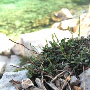 Limonium cordatum (L.) Mill. (Limonium à feuilles cordées)