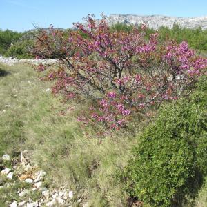 Photographie n°26928 du taxon Cercis siliquastrum L.