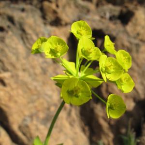 Euphorbia seguieriana Neck. (Euphorbe de Séguier)