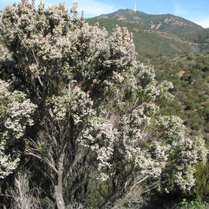 Photographie n°26944 du taxon Erica arborea L. [1753]