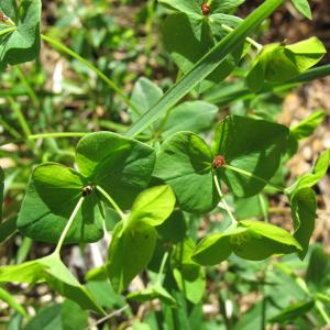 Photographie n°26946 du taxon Euphorbia dulcis L. [1753]