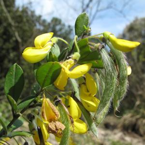 Photographie n°26947 du taxon Cytisus villosus Pourr.