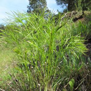 Photographie n°26948 du taxon Peucedanum officinale L. [1753]