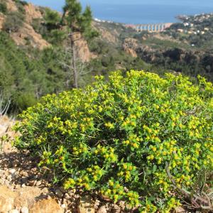 Photographie n°26950 du taxon Euphorbia spinosa L. [1753]