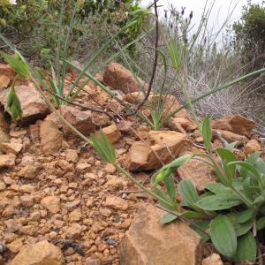 Photographie n°26958 du taxon Tuberaria lignosa (Sweet) Samp.