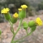  Marie  Portas - Senecio viscosus L. [1753]