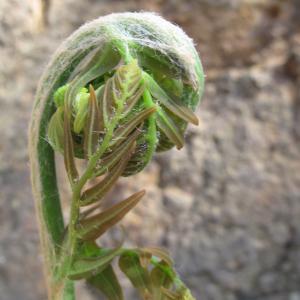 Photographie n°26966 du taxon Osmunda regalis L. [1753]