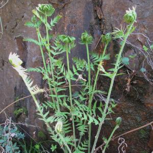 Photographie n°26967 du taxon Osmunda regalis L.