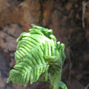 Photographie n°26968 du taxon Osmunda regalis L. [1753]