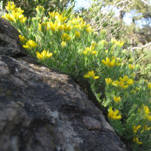 Photographie n°26972 du taxon Genista hispanica L. [1753]