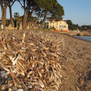  - Posidonia oceanica (L.) Delile