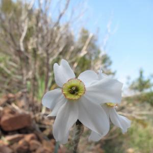 Narcissus poeticus L. subsp. poeticus (Narcisse des poètes)