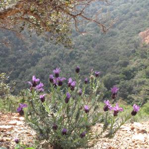 Photographie n°26991 du taxon Lavandula stoechas L.