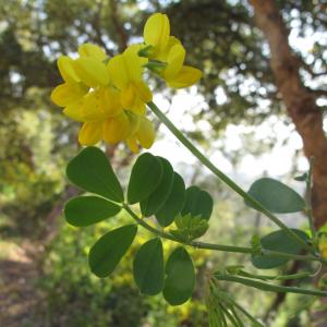 Photographie n°26994 du taxon Coronilla valentina subsp. glauca (L.) Batt.