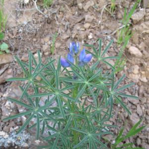 Photographie n°26995 du taxon Lupinus angustifolius L. [1753]