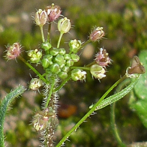 Photographie n°27086 du taxon Capsella rubella Reut. [1854]