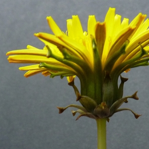 Taraxacum obovatum (Waldst. & Kit. ex Willd.) DC. (Pissenlit à feuilles obovales)