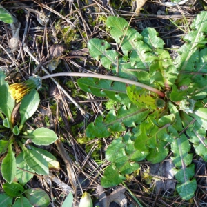 Photographie n°27099 du taxon Taraxacum obovatum (Waldst. & Kit. ex Willd.) DC. [1809]