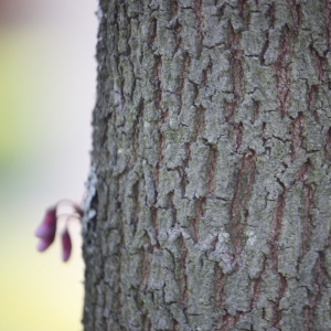 Photographie n°27107 du taxon Cercis siliquastrum L. [1753]