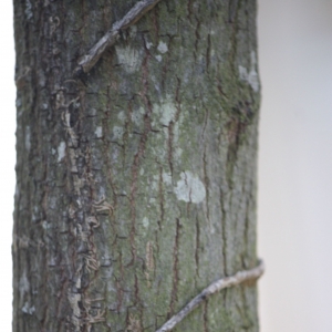 Photographie n°27110 du taxon Cercis siliquastrum L. [1753]