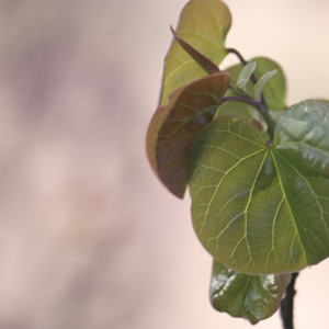 Photographie n°27114 du taxon Cercis siliquastrum L. [1753]