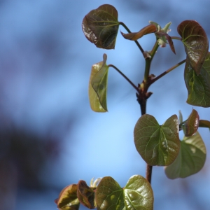 Photographie n°27115 du taxon Cercis siliquastrum L. [1753]