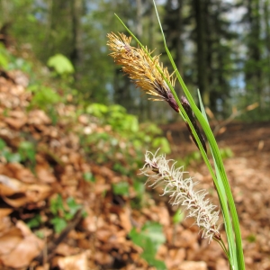 Photographie n°27141 du taxon Carex flacca Schreb. [1771]