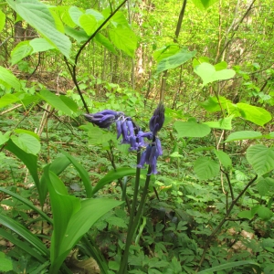 Photographie n°27146 du taxon Hyacinthoides non-scripta (L.) Chouard ex Rothm. [1944]