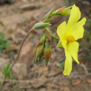 Photographie n°27165 du taxon Tuberaria lignosa (Sweet) Samp.