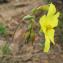  Marie  Portas - Tuberaria lignosa (Sweet) Samp.