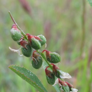 Photographie n°27188 du taxon Melilotus sulcatus Desf.