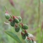  Marie  Portas - Melilotus sulcatus Desf.