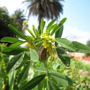 Photographie n°27189 du taxon Melilotus sulcatus Desf.