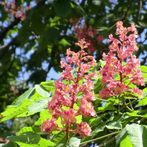 Photographie n°27192 du taxon Aesculus pavia L. [1753]