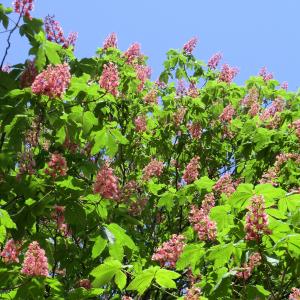 Photographie n°27196 du taxon Aesculus pavia L. [1753]