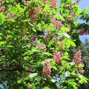 Photographie n°27197 du taxon Aesculus pavia L. [1753]