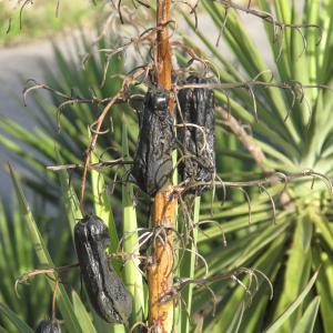 Photographie n°27238 du taxon Yucca aloifolia L. [1753]