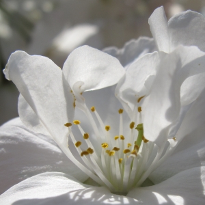 Photographie n°27240 du taxon Prunus serrulata Lindl. [1830]